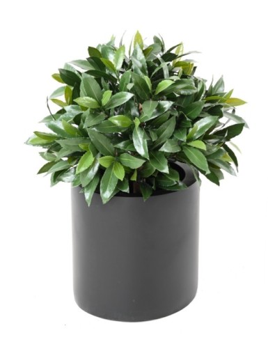 LORBEERBAUM NOBILIS NEW KUGEL UV