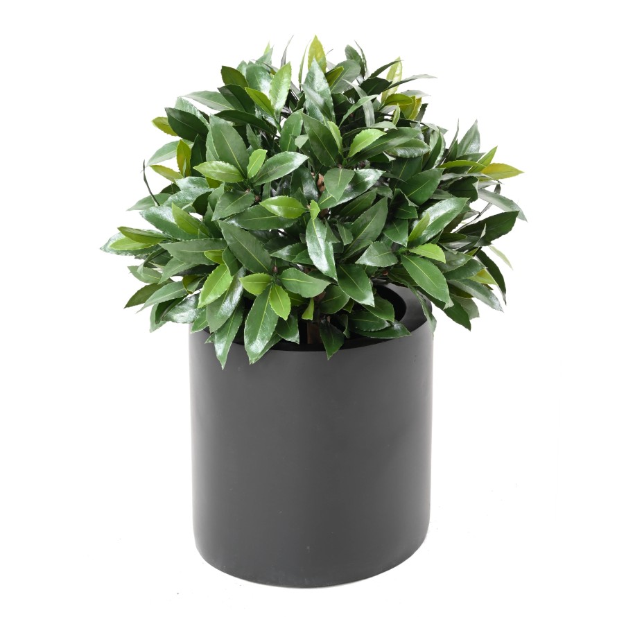 LORBEERBAUM NOBILIS NEW KUGEL UV