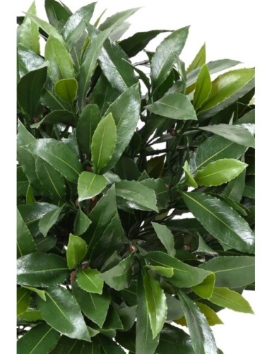 LORBEERBAUM NOBILIS NEW KUGEL UV