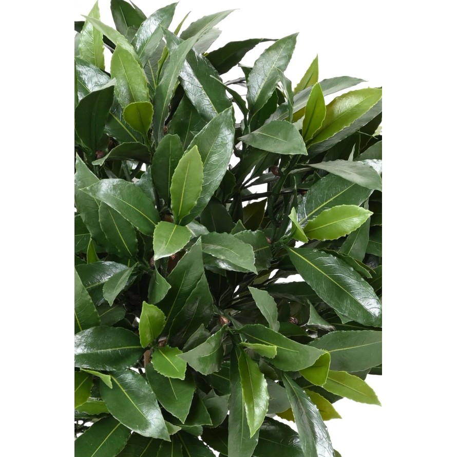 LAUREL COMÚN NEW ESFERA RESISTENTE A LOS RAYOS UV