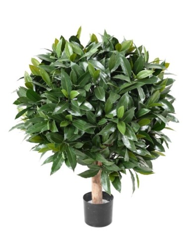 LORBEERBAUM NOBILIS NEW...