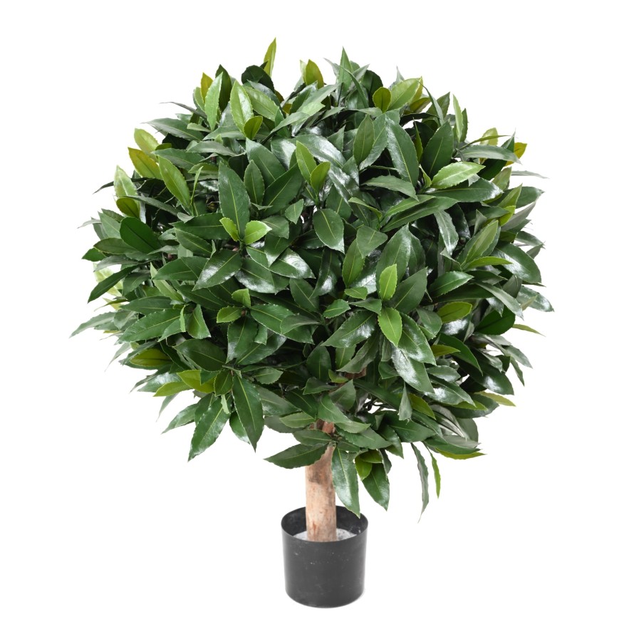 LORBEERBAUM NOBILIS NEW KUGEL UV