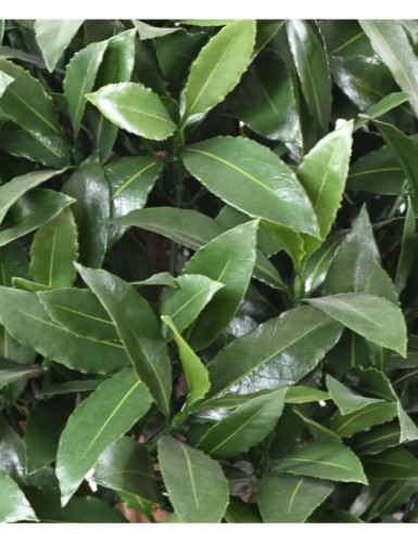 LORBEERBAUM NOBILIS NEW KUGEL UV