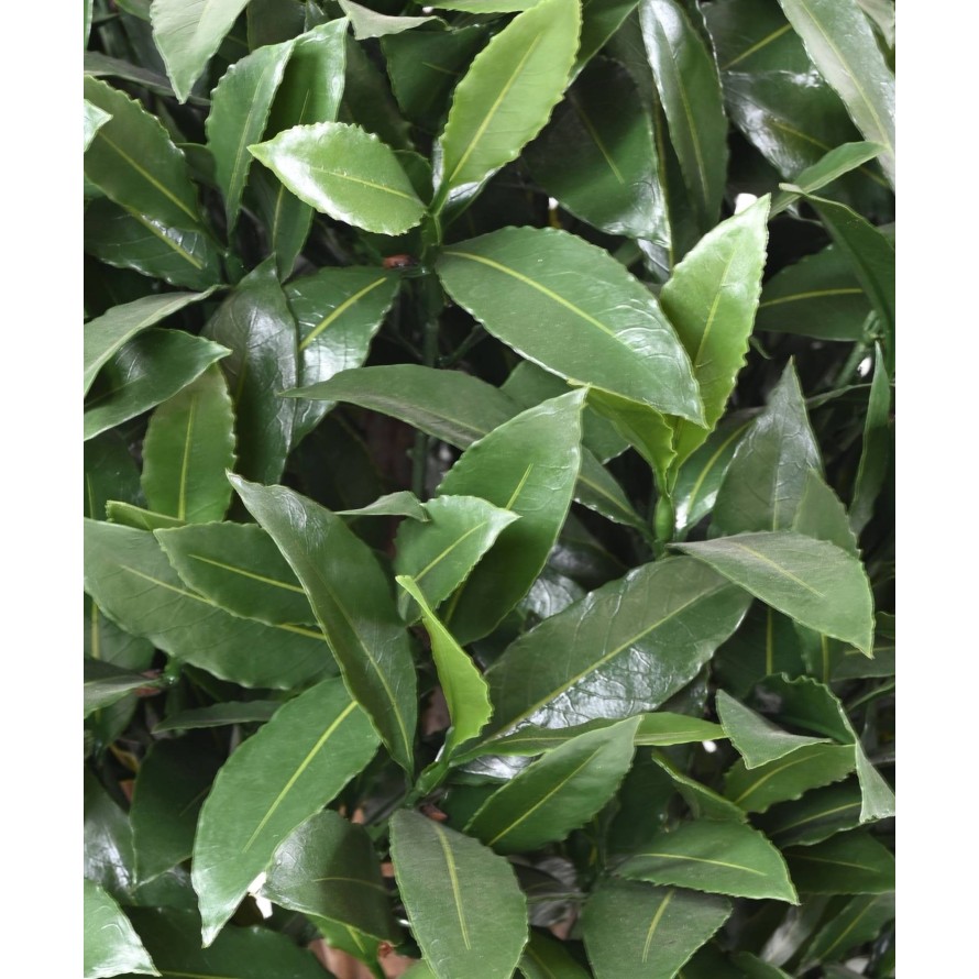 LORBEERBAUM NOBILIS NEW KUGEL UV