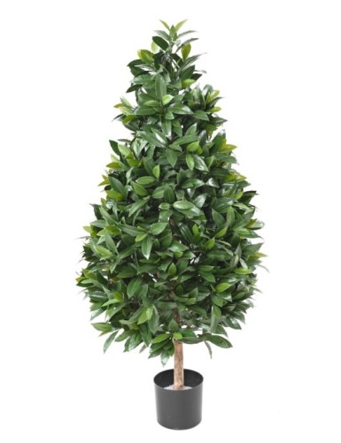 LORBEERBAUM NOBILIS NEW...