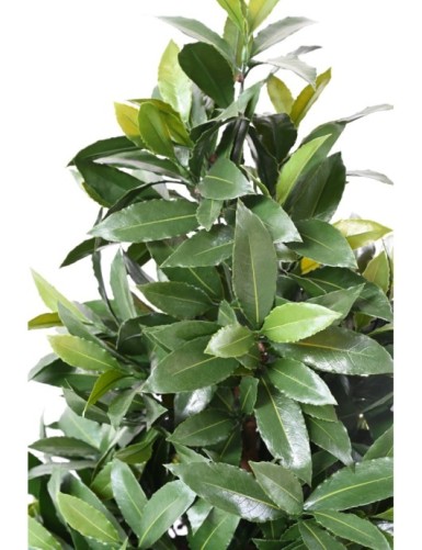 LAUREL (BAY) NEW LARGE CONE UV