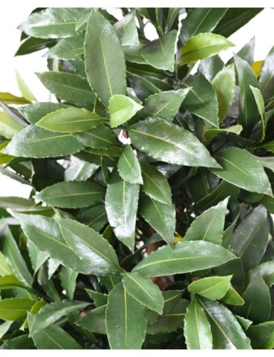 LORBEERBAUM NOBILIS NEW KEGEL GROSS UV