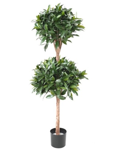 LORBEERBAUM NOBILIS NEW...