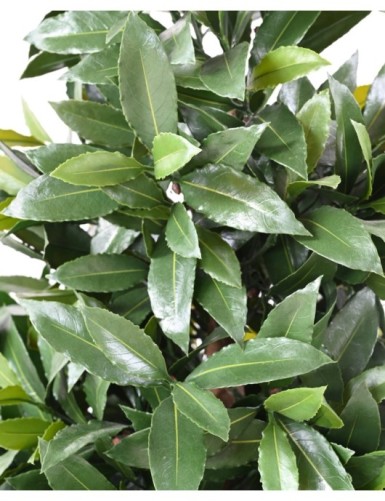 LORBEERBAUM NOBILIS NEW DOPPELKUGEL 140 UV