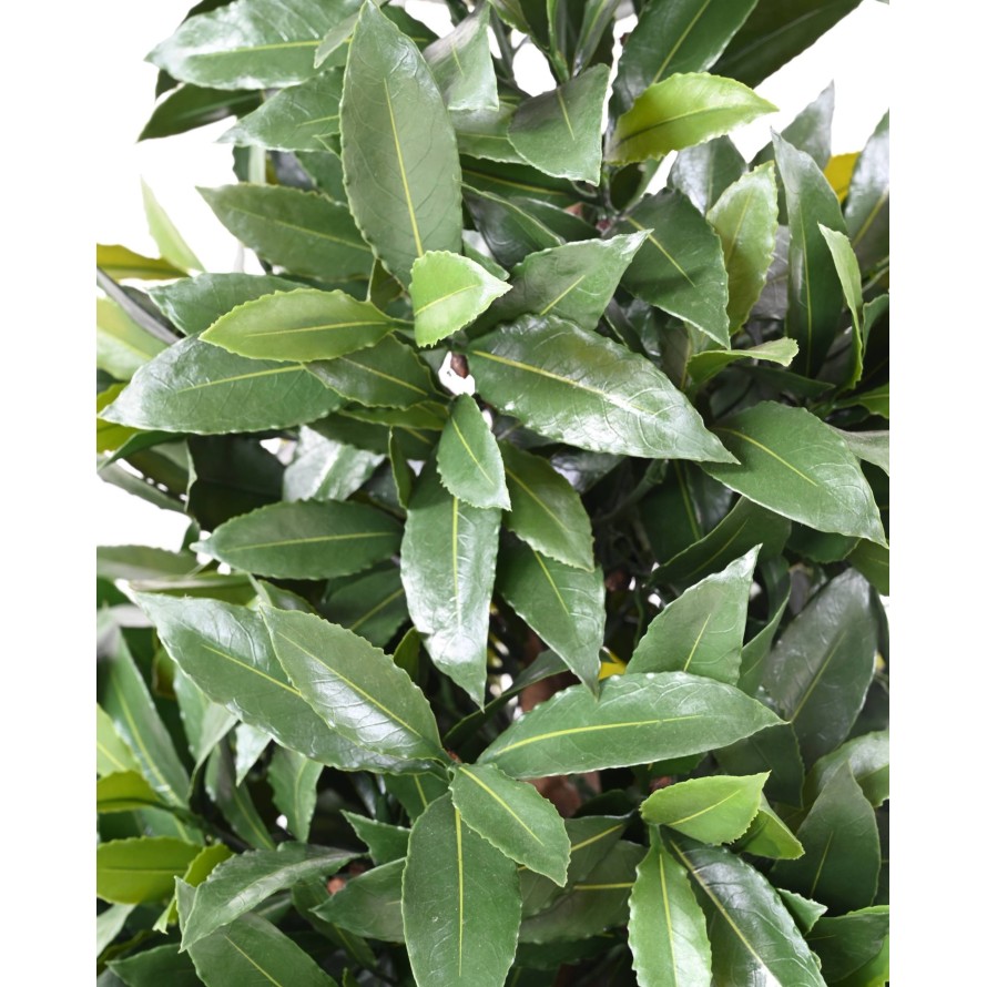 LORBEERBAUM NOBILIS NEW DOPPELKUGEL 140 UV