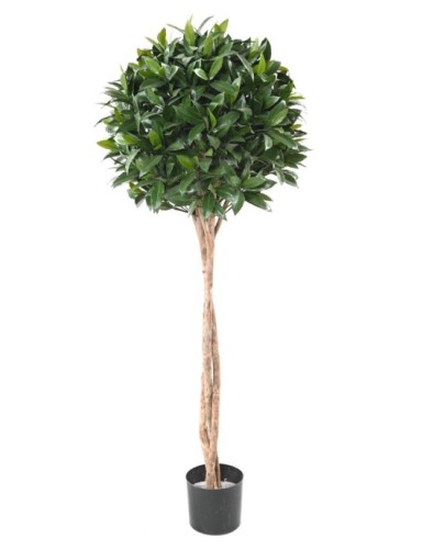 LORBEERBAUM NOBILIS NEW...