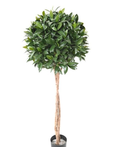 LORBEERBAUM NOBILIS NEW STAMM KUGEL 145 UV