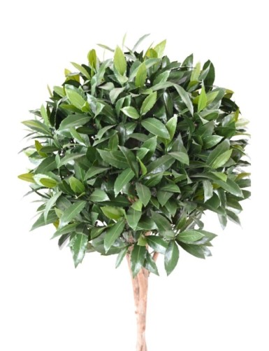 LORBEERBAUM NOBILIS NEW STAMM KUGEL 145 UV