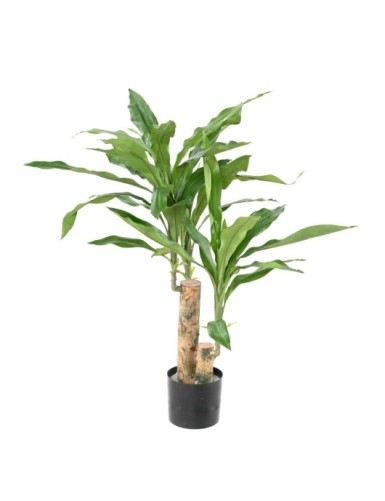 DRACHENBAUM FRAGRANS STUD