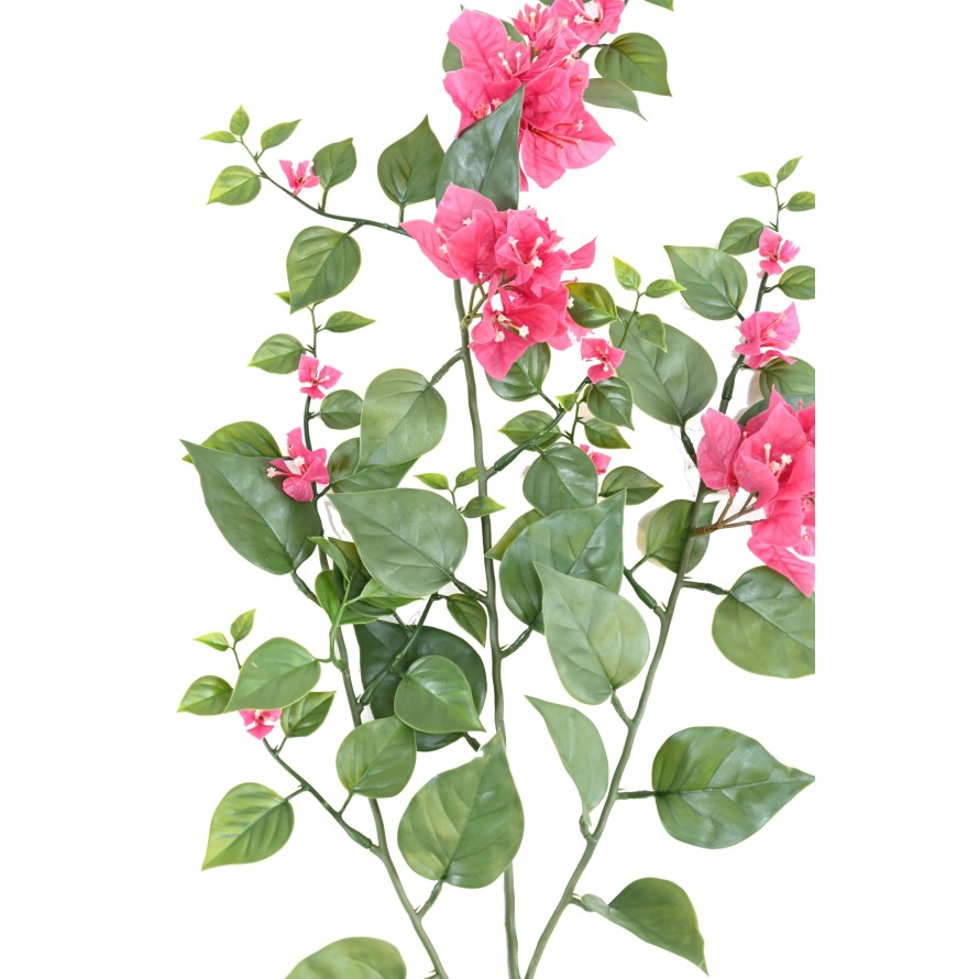 BOUGAINVILLEA (Drillingsblume) GROSS ZWEIG 90 UV