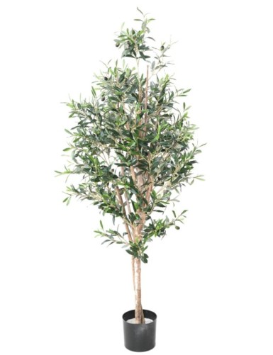 OLIVO TREE 150