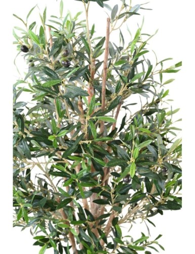 OLIVO TREE 150