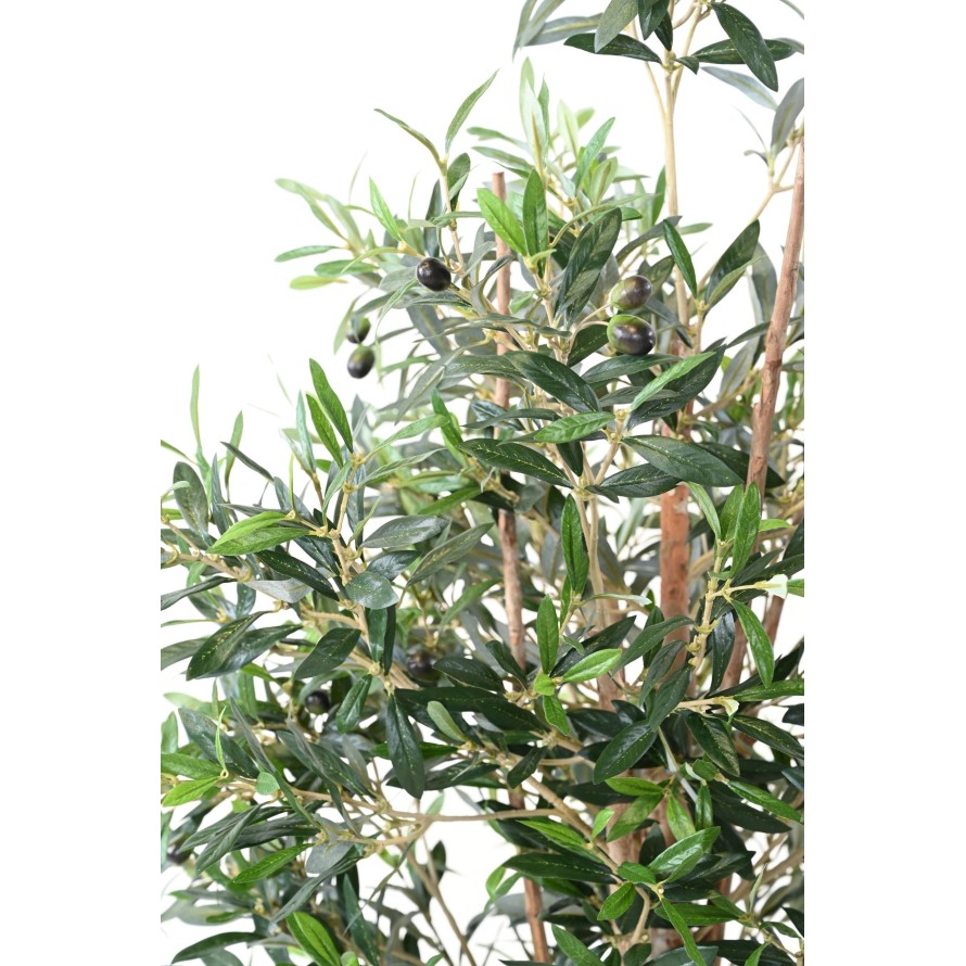 OLIVENBAUM TREE 150