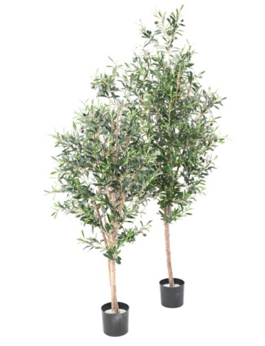 OLIVE TREE 150