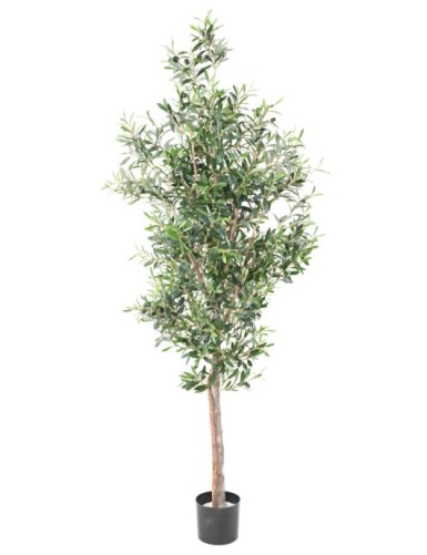 OLIVO TREE 180