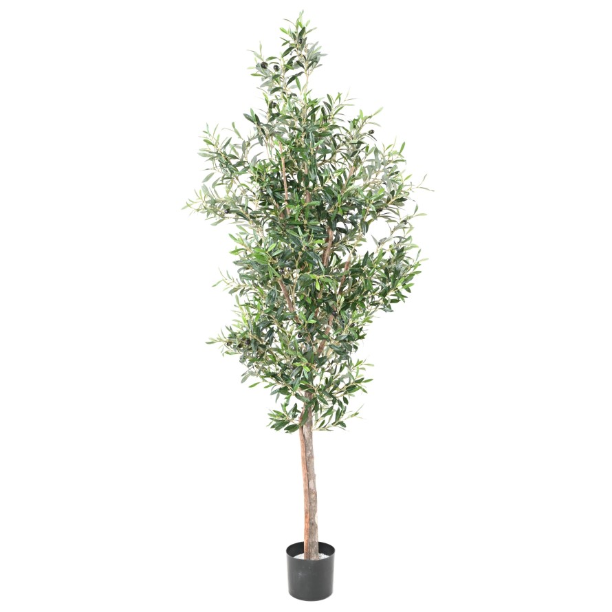 OLIVO TREE 180