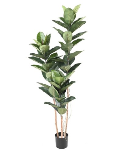 RUBBER PLANT 170 CM (Ficus...