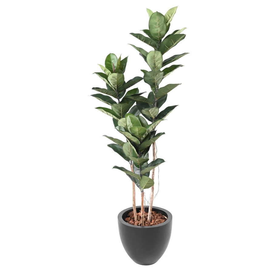 RUBBER PLANT 170 CM (Ficus elastica)