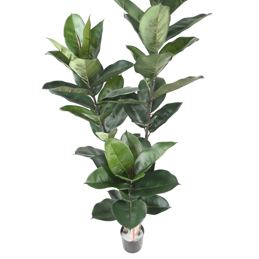 RUBBER PFLANZE 170 CM (Fikus elastica)