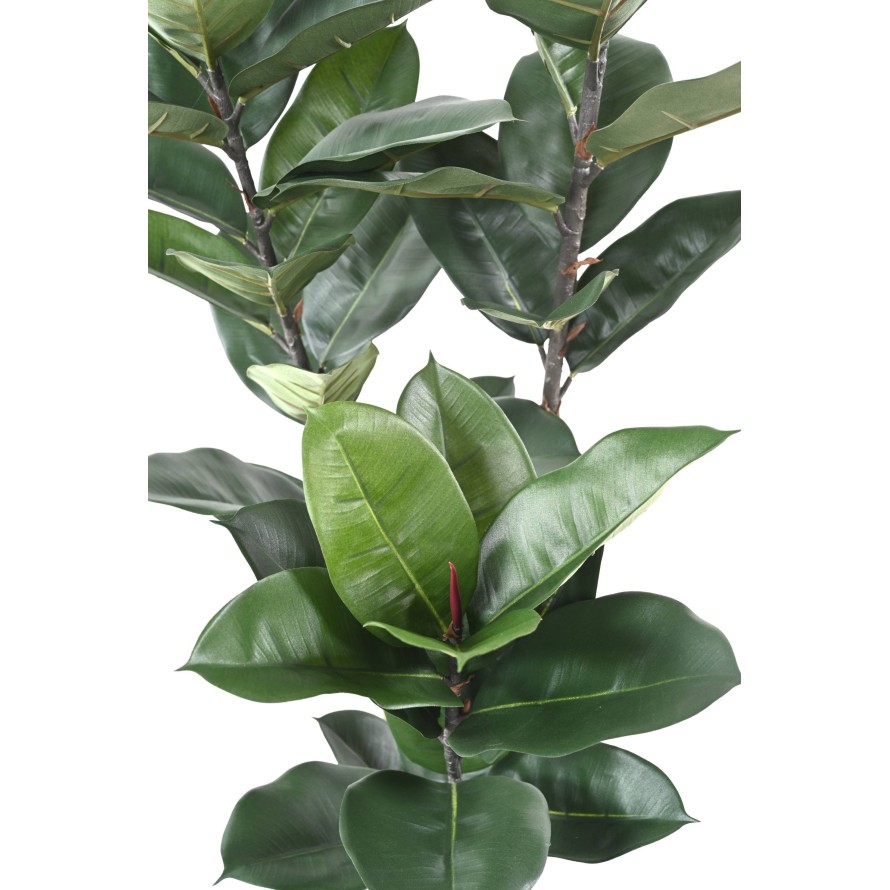 RUBBER PLANT 170 CM (Ficus elastica)