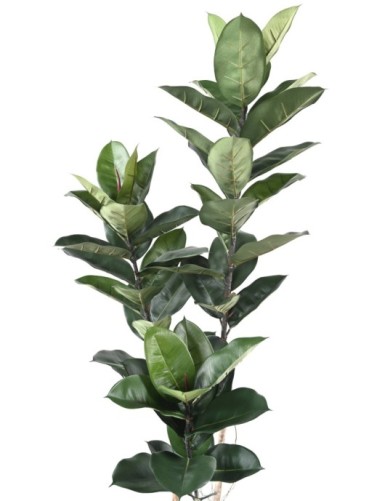 RUBBER PLANT 170 CM (Ficus elastica)
