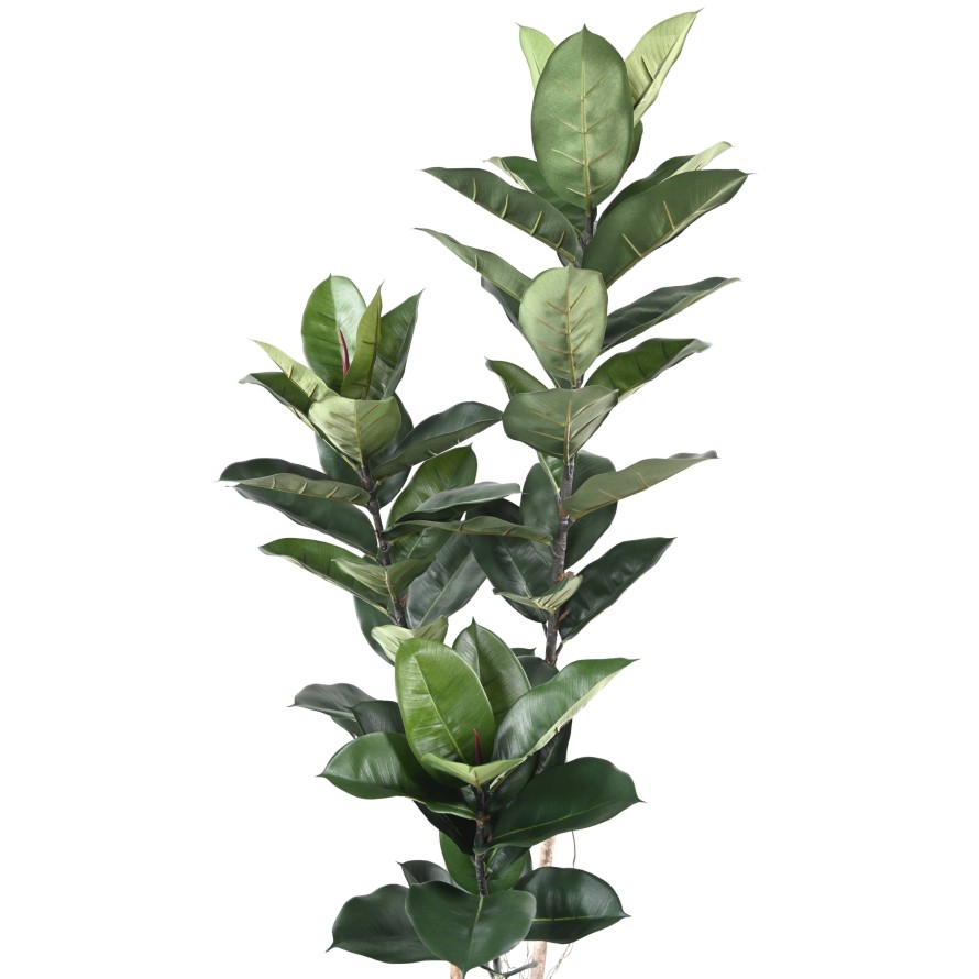 RUBBER PLANT 170 CM (Ficus elastica)