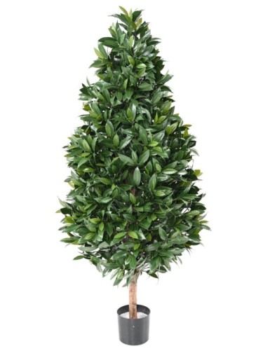 LORBEERBAUM NOBILIS NEW...