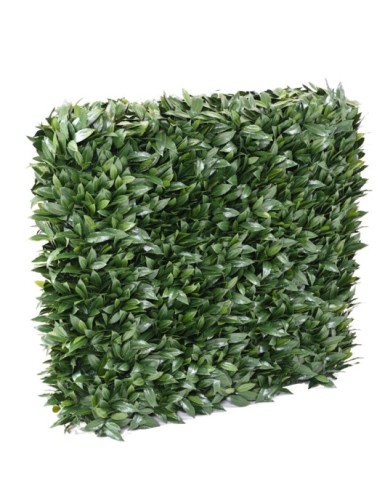 LORBEERBAUM NOBILIS NEW UV...