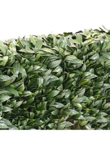 LORBEERBAUM NOBILIS NEW UV HECKE