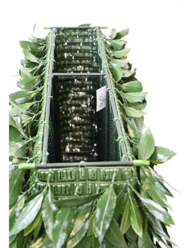 LORBEERBAUM NOBILIS NEW UV HECKE