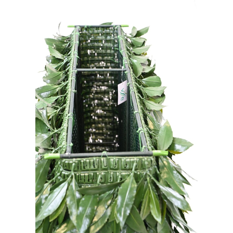 LAUREL (BAY) NEW HEDGE UV