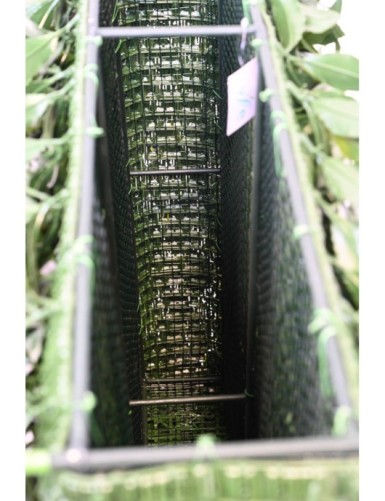 LAUREL (BAY) NEW HEDGE UV