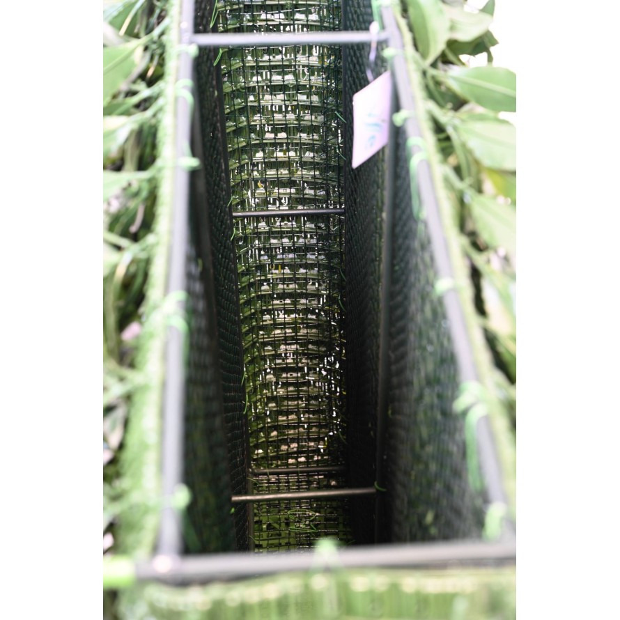 LORBEERBAUM NOBILIS NEW UV HECKE