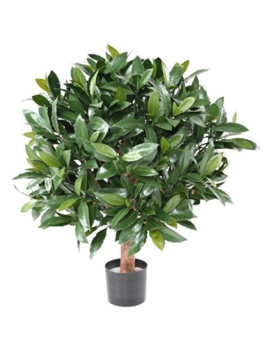 LORBEERBAUM NOBILIS NEW...