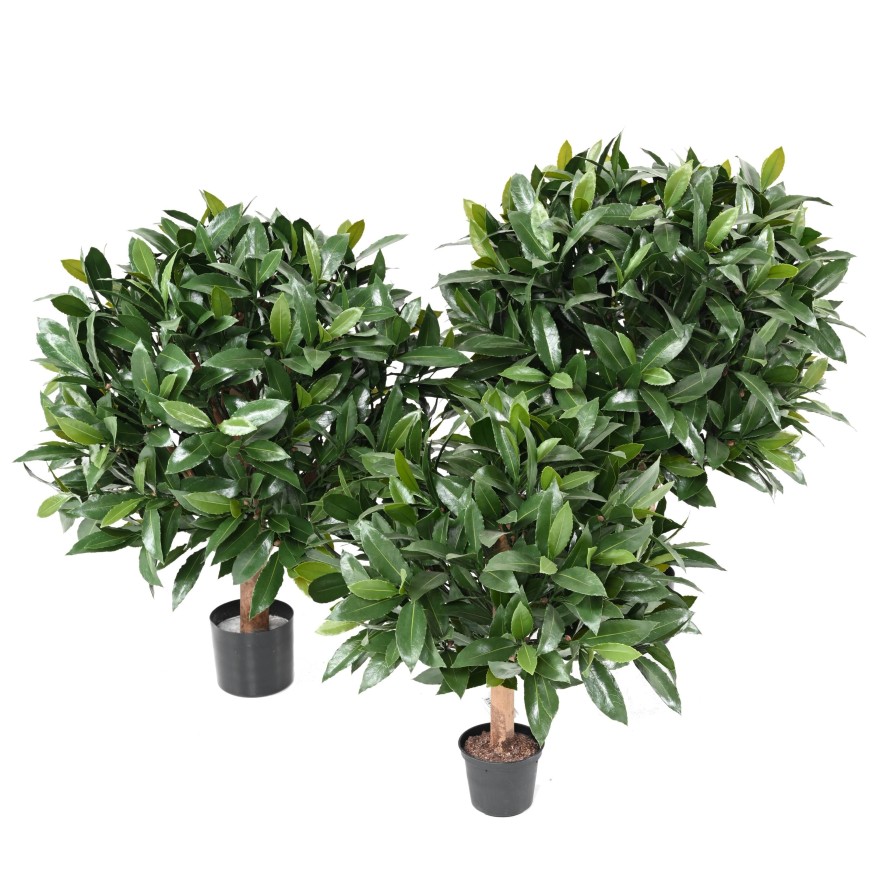 LORBEERBAUM NOBILIS NEW KUGEL UV