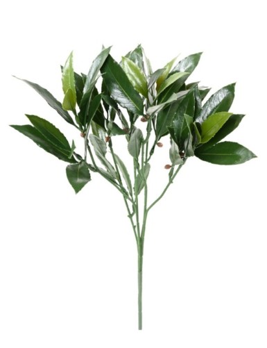 LORBEERBAUM NOBILIS NEW...