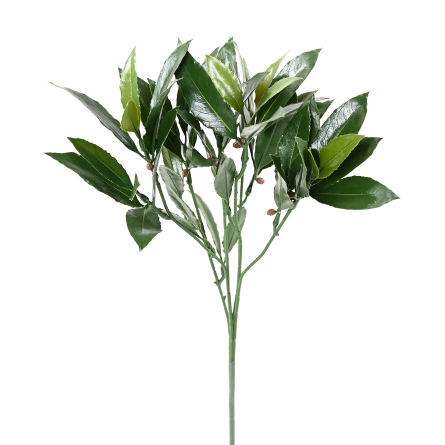 LORBEERBAUM NOBILIS NEW ZWEIG UV