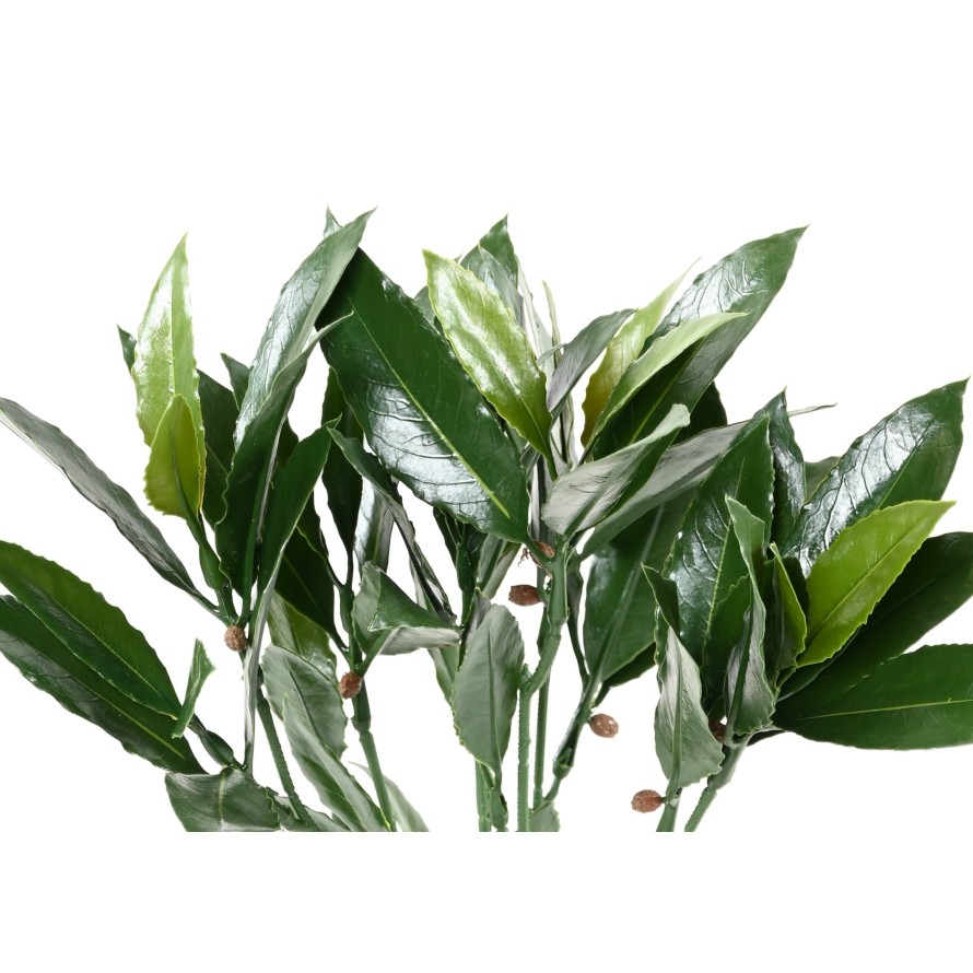 LAUREL COMÚN NEW RAMA RESISTENTE A LOS RAYOS UV