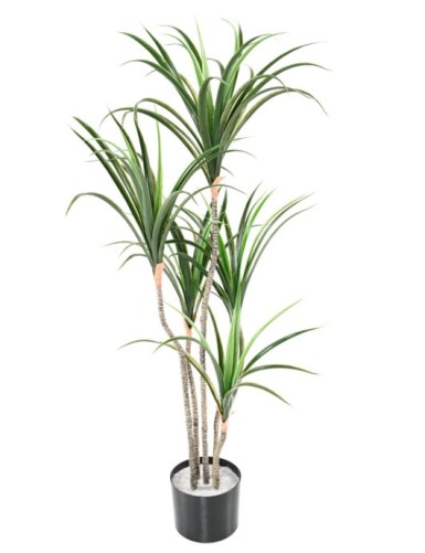 DRACHENBAUM MARGINATA 125