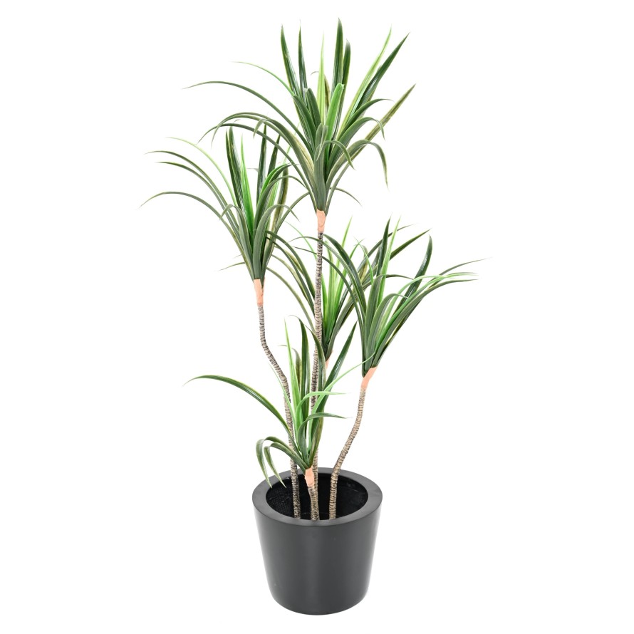 DRACHENBAUM MARGINATA 125