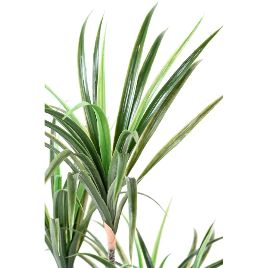 DRACHENBAUM MARGINATA 125