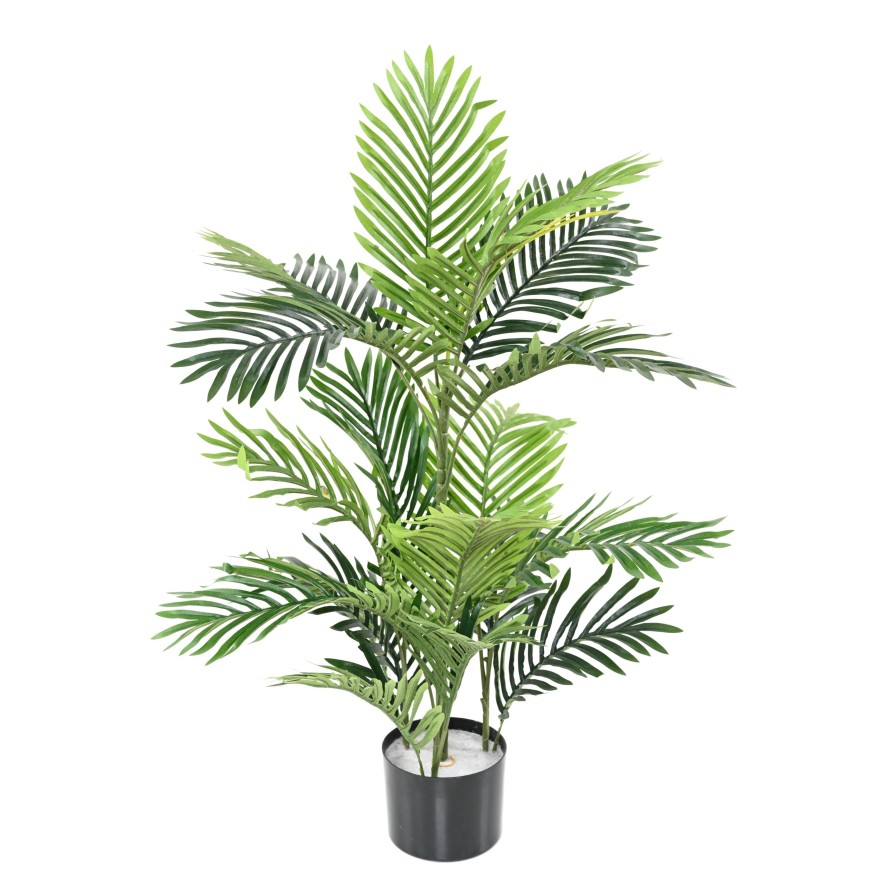 ARECA PALM TREE