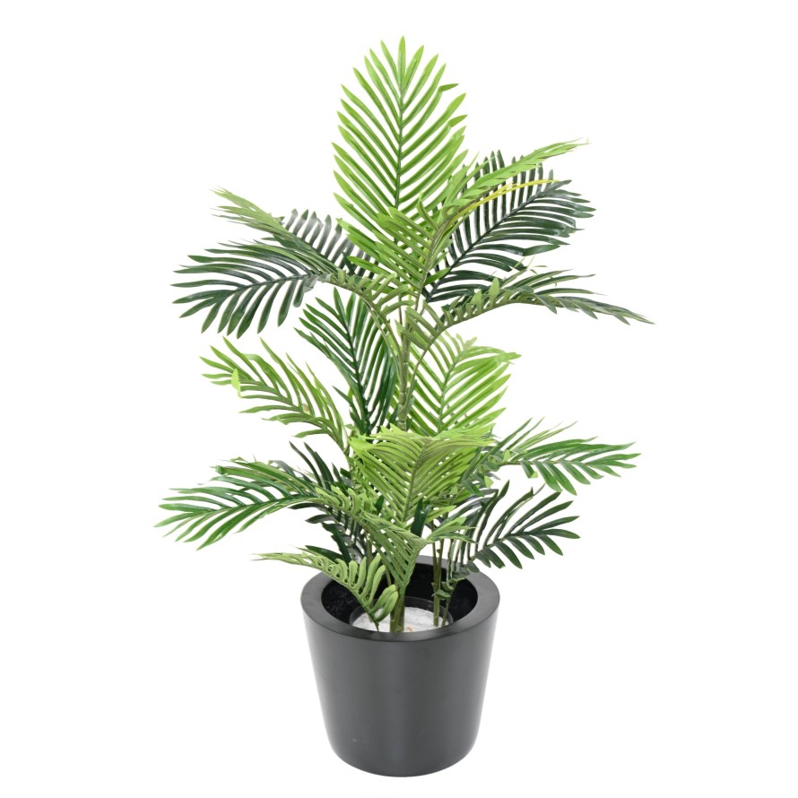 ARECA PALM TREE
