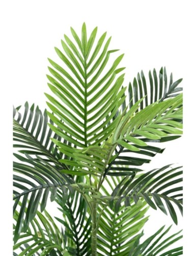 ARECA PALM TREE