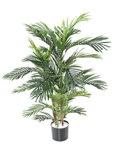 ARECA PALM TREE